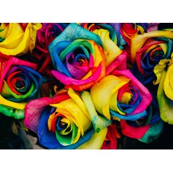 Grafika Kids (00945) - "Roses" - 300 brikker puslespil