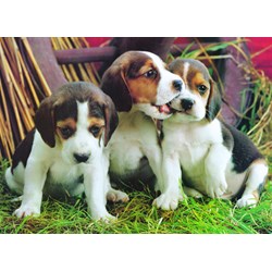 Eurographics (6000-4054) - "Puppies" - 1000 brikker puslespil