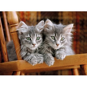 Clementoni (30545) - "Kittens" - 500 brikker puslespil