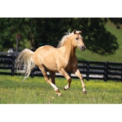 Art Puzzle (4445) - "Freedom" - 1000 brikker puslespil