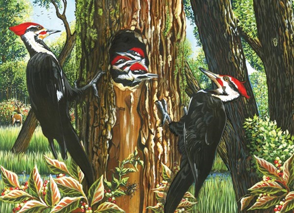 Cobble Hill (51719) - "Pileated Woodpeckers" - 1000 brikker puslespil