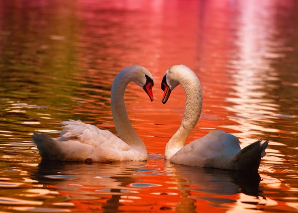 Grafika Kids (01050) - "Swans" - 24 brikker puslespil