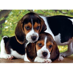 Clementoni (30289) - "Close Together" - 500 brikker puslespil