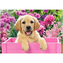 Castorland (B-52226) - "Labrador Puppy in Pink Box" - 500 brikker puslespil