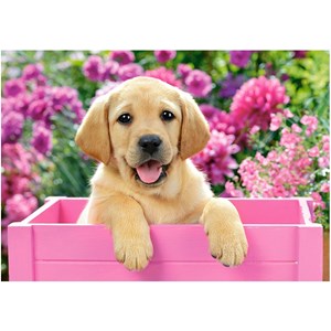 Castorland (B-52226) - "Labrador Puppy in Pink Box" - 500 brikker puslespil