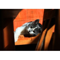 Grafika (01409) - "Kitten" - 1000 brikker puslespil