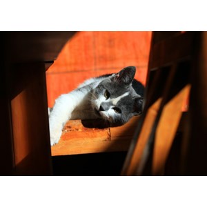 Grafika (01409) - "Kitten" - 1000 brikker puslespil