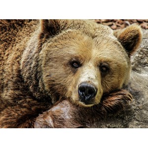 Grafika (01412) - "Bear" - 2000 brikker puslespil