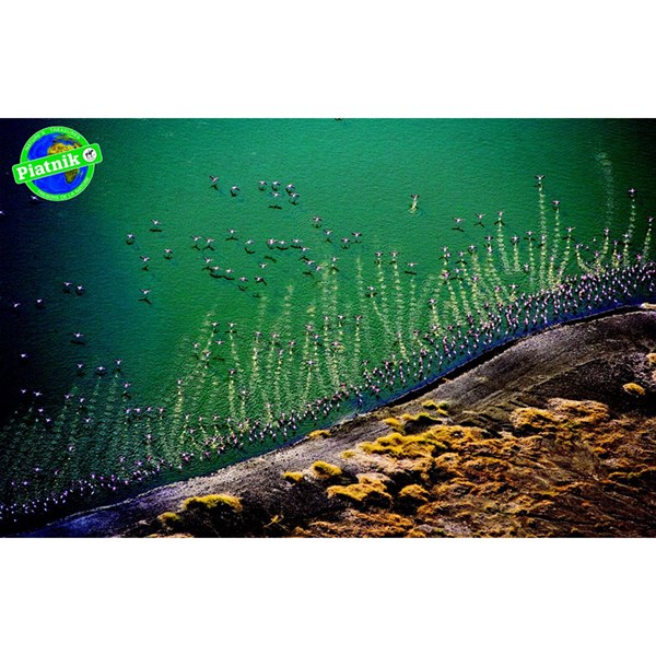 Piatnik (5699) - "Pink Flamingo" - 1000 brikker puslespil