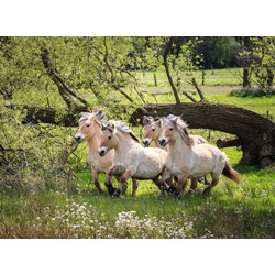 Ravensburger (14772) - "Norske fjordheste" - 500 brikker puslespil