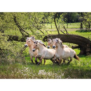 Ravensburger (14772) - "Norske fjordheste" - 500 brikker puslespil