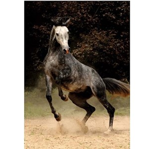 D-Toys (65988-PH02) - "Horses, Spotted Horse" - 1000 brikker puslespil