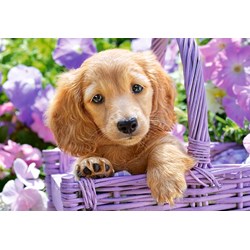 Castorland (C-103799) - "Puppy in Basket" - 1000 brikker puslespil