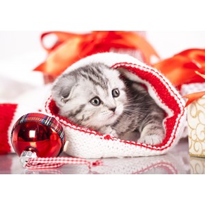 Grafika (01051) - "Christmas Kitten" - 1000 brikker puslespil