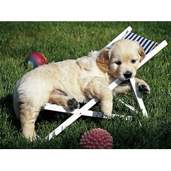 Ravensburger (14179) - "Golden Retriever" - 500 brikker puslespil