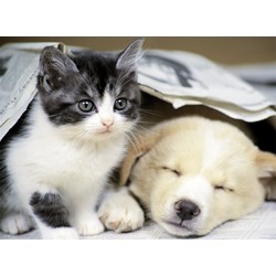 Nathan (87129) - "Vågn op" - 500 brikker puslespil