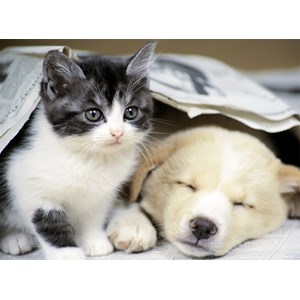 Nathan (87129) - "Vågn op" - 500 brikker puslespil