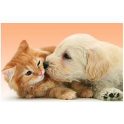 Ravensburger (14172) - "Tender Friendship" - 500 brikker puslespil