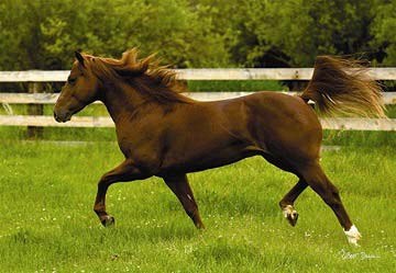 Anatolian (PER3301) - "In the Open Field" - 260 brikker puslespil