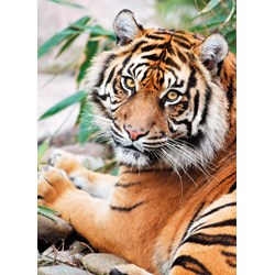 Clementoni (39295) - "Sumatran Tiger" - 1000 brikker puslespil