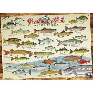 Cobble Hill (57193) - "Freshwater Fish of North America" - 1000 brikker puslespil