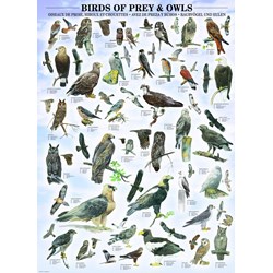 Eurographics (6000-0316) - "Birds of Prey and Owls" - 1000 brikker puslespil