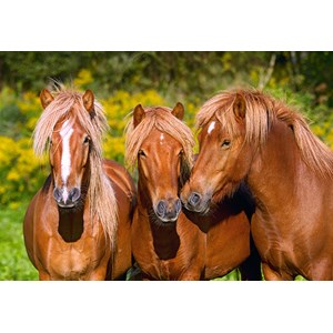 Castorland (C-103959) - "Horse Friends" - 1000 brikker puslespil