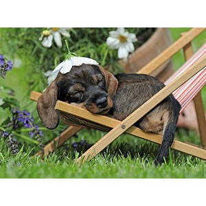 Ravensburger (14738) - "Charming Dachshund" - 500 brikker puslespil