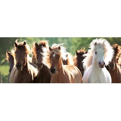 Ravensburger (15091) - "Wild Heste" - 1000 brikker puslespil