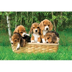 Trefl (17166) - "Beagle puppies, A Cute Basket" - 60 brikker puslespil