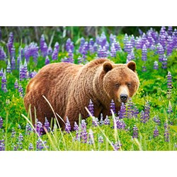 Castorland (B-52677) - "Bear on the Meadow" - 500 brikker puslespil