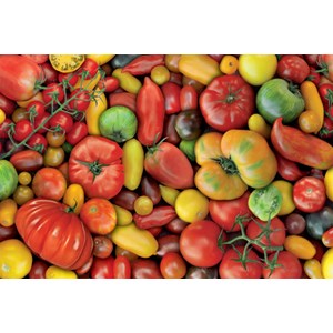 Piatnik (536946) - "All kinds of tomatoes!" - 1000 brikker puslespil