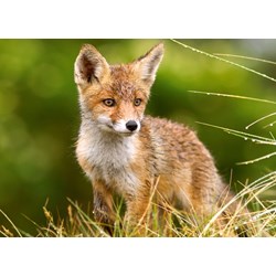 Castorland (B-27354) - "Little Fox on the Meadow" - 260 brikker puslespil
