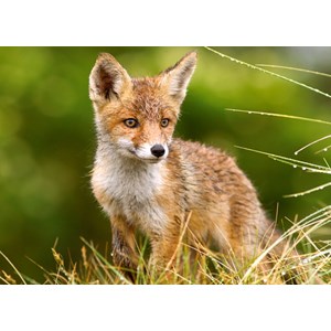 Castorland (B-27354) - "Little Fox on the Meadow" - 260 brikker puslespil