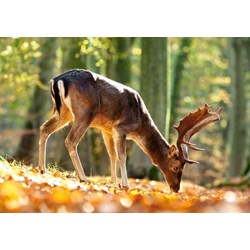 Castorland (B-52325) - "King of the Forest" - 500 brikker puslespil