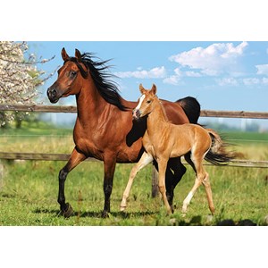 Castorland (B-27064) - "The Mare and her foal" - 260 brikker puslespil