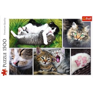 Trefl (26145) - "Collage, Cats" - 1500 brikker puslespil