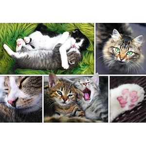 Trefl (26145) - "Collage, Cats" - 1500 brikker puslespil