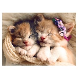 Trefl (37271) - "Sleeping kittens" - 500 brikker puslespil