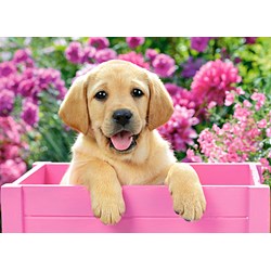 Castorland (B-030071) - "Labrador Puppy in Pink Box" - 300 brikker puslespil