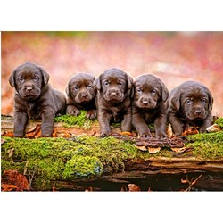 Castorland (B-13418) - "Puppies" - 120 brikker puslespil