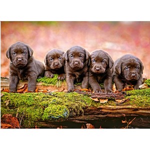 Castorland (B-13418) - "Puppies" - 120 brikker puslespil