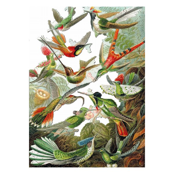 Puzzle Michele Wilson (A539-500) - Ernst Haeckel: "Colibris" - 500 brikker puslespil
