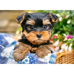 Castorland (B-030187) - "Puppy on a Picnic" - 300 brikker puslespil