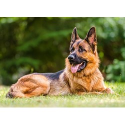 Castorland (B-030200) - "German Shepherd" - 300 brikker puslespil
