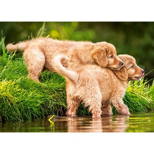 Castorland (B-06946) - "Puppies by the River" - 60 brikker puslespil