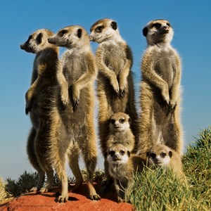 Heye (29631) - Pete Oxford: "Meerkats" - 100 brikker puslespil