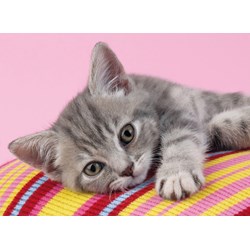 Clementoni (30362) - "Grey Kitten" - 500 brikker puslespil