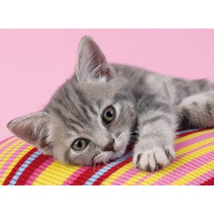 Clementoni (30362) - "Grey Kitten" - 500 brikker puslespil