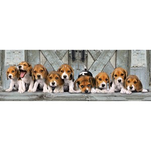 Clementoni (39076) - "Beagles" - 1000 brikker puslespil